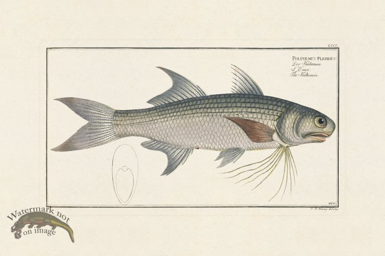 (image for) BLOCH FISH 400