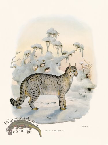 (image for) Elliot Cat 34 Taily Cat