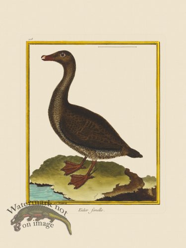(image for) Martinet Bird 208