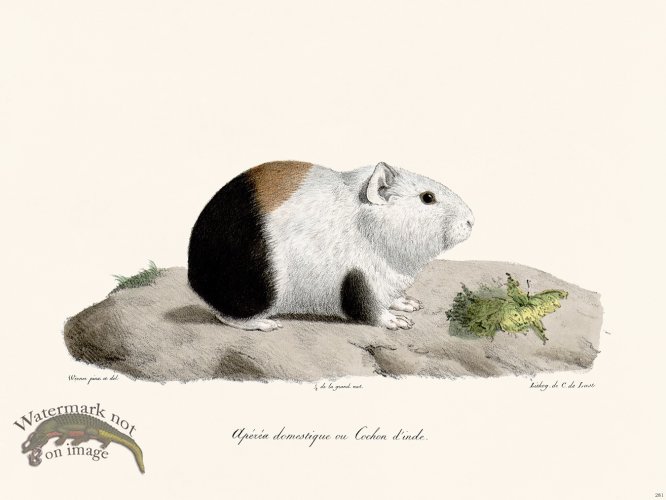 (image for) Cuvier 281 Guinea Pig