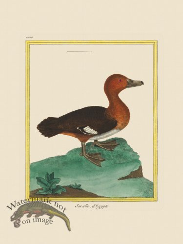 (image for) Martinet Bird 1000