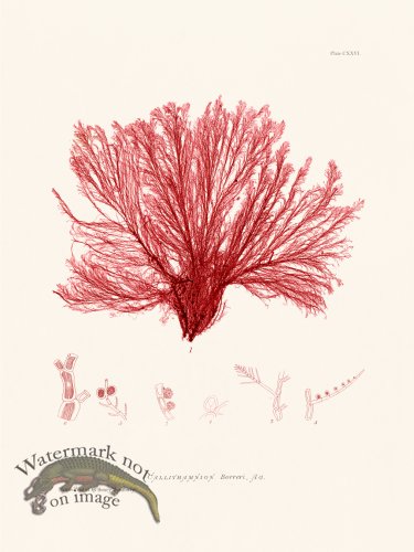 (image for) Bradbury Seaweed 126