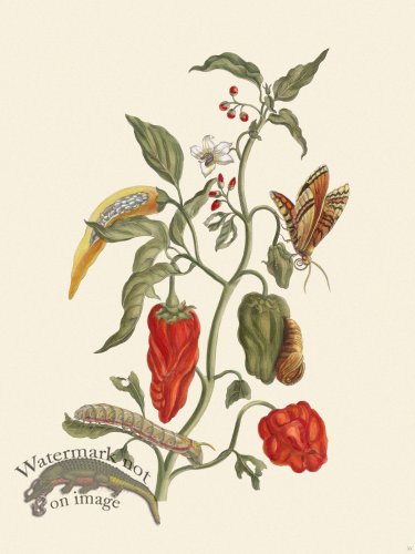 (image for) Merian Metamorphosis 55