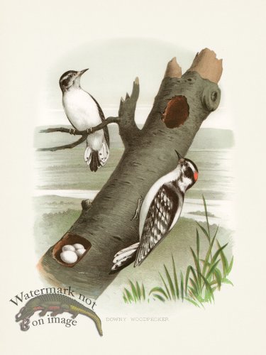 (image for) Thomas Gentry Bird 38