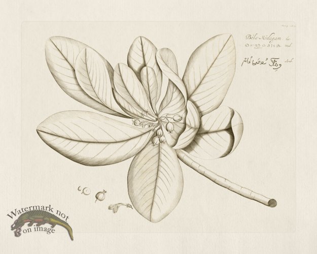 (image for) HORTUS VOL 04 59