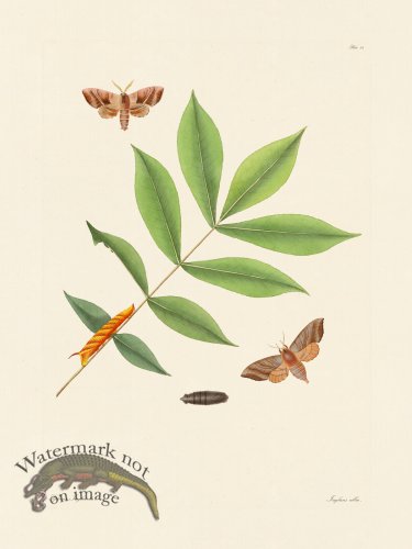 (image for) Abbot Butterfly 029