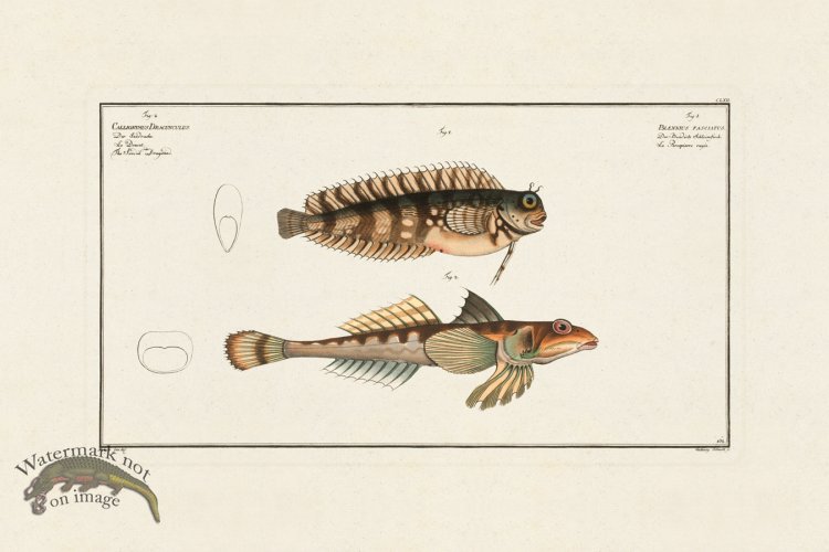 (image for) BLOCH FISH 162