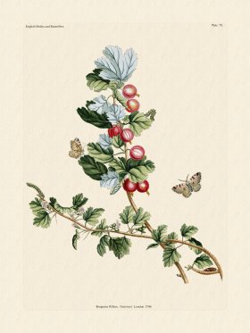 Wilkes Butterflies 075