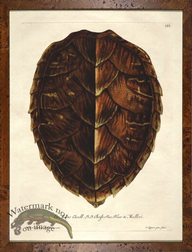 (image for) Turtle Shell Burl 06