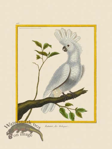 (image for) Martinet Bird 263