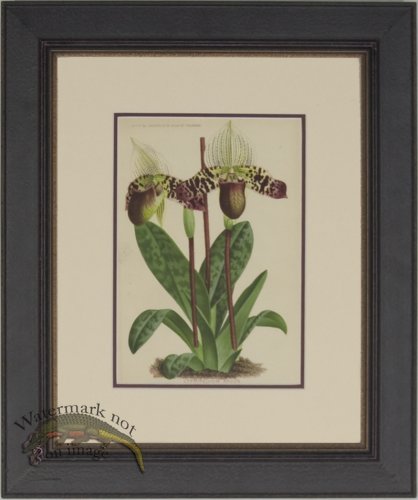 (image for) Linden Botanical PF 01