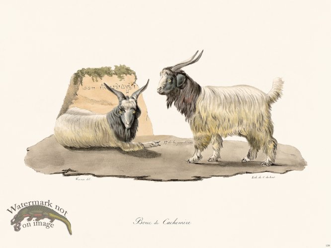 (image for) Cuvier 139 Cashmere Bourc