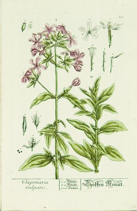 Blackwell German 161