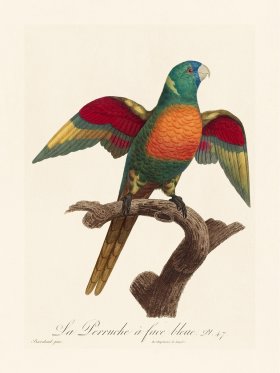 Barraband Parrot 047