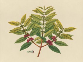Far East Fruit and Flowers 07