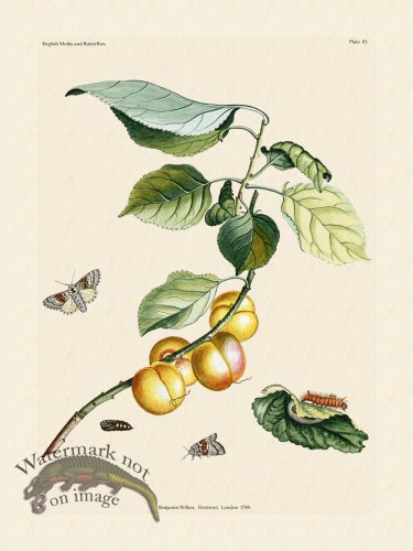 (image for) Wilkes Butterflies 083