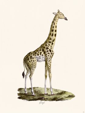 Cuvier 074c Male Giraffe