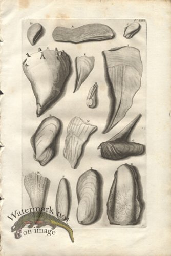 (image for) Rumphius 46