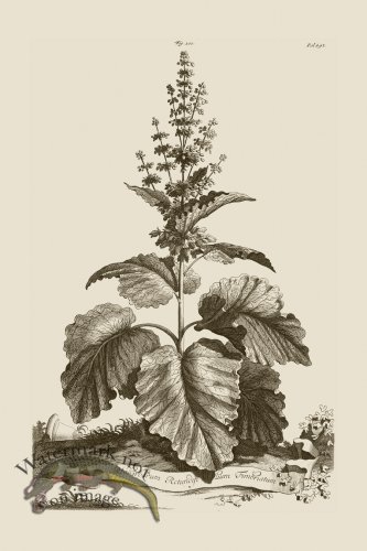 (image for) Abraham Munting 200