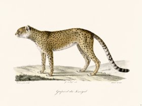 Cuvier 104 Sahara Cheetah