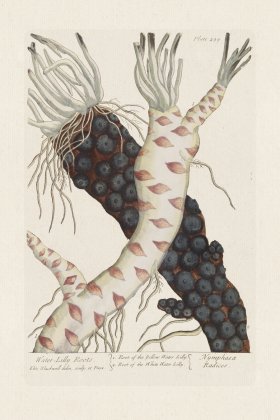 BEE 499 Water Lilly Roots