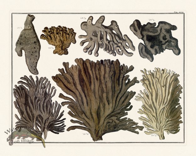 (image for) Seba B2 097 Coral