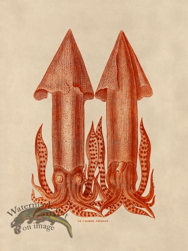 (image for) Octopus Orange 35