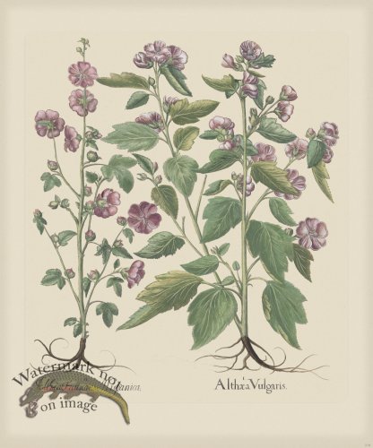 (image for) Besler 219 Colored B2