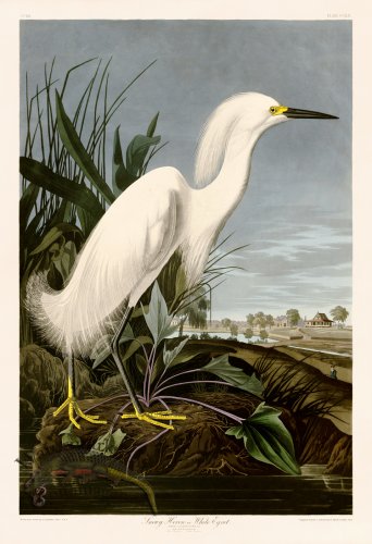 (image for) 242 Snowy Heron