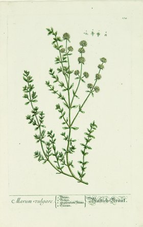 Blackwell German 031