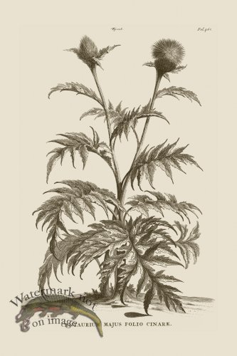 (image for) Abraham Munting 128