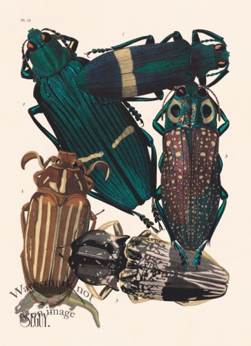 (image for) Seguy Bug 13