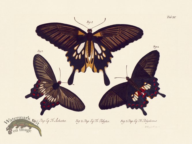 (image for) Jablonsky Butterfly 015