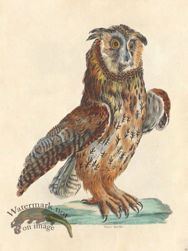 (image for) Eurasian Eagle Owl - Tribute Bd 68 M