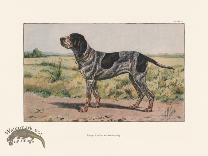 (image for) Les Chiens 011