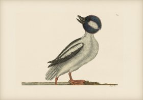 095 Buffels Head Duck