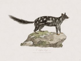 59 New Holland Caffowary