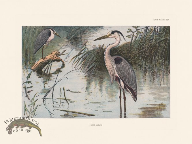 (image for) Les Chiens 123