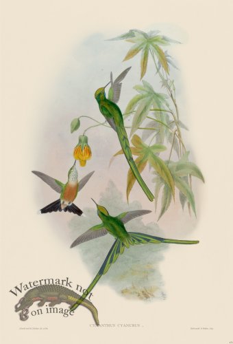 (image for) Gould Hummingbird 173
