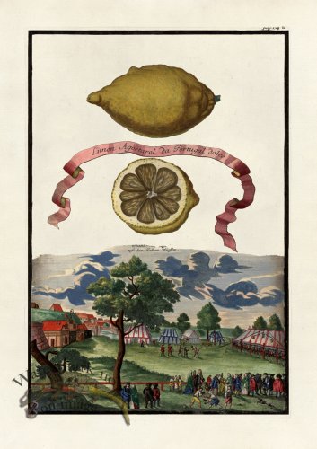 (image for) Volckamer 053