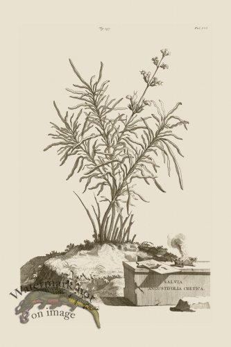 (image for) Abraham Munting 237