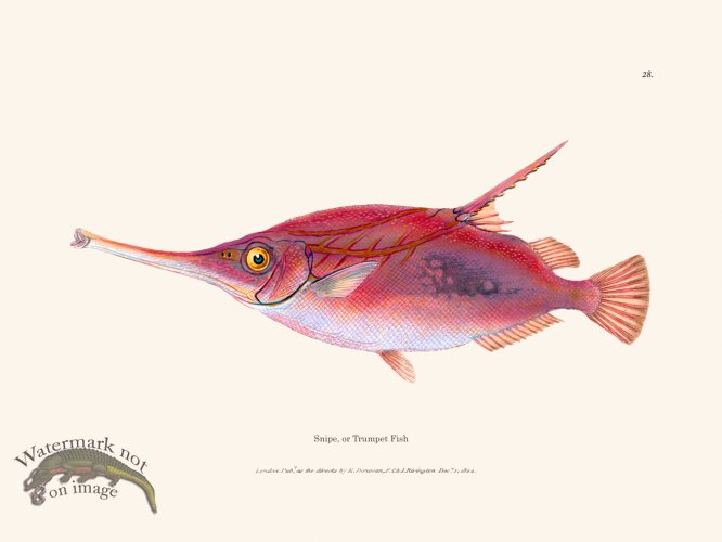(image for) 028 Snipe, or Trumpet Fish