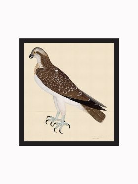 Rudbeck CFA_BF 26 OSPREY