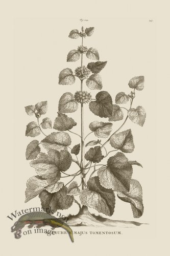 (image for) Abraham Munting 214