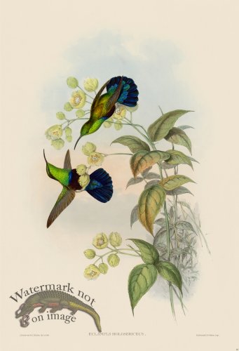 (image for) Gould Hummingbird 083