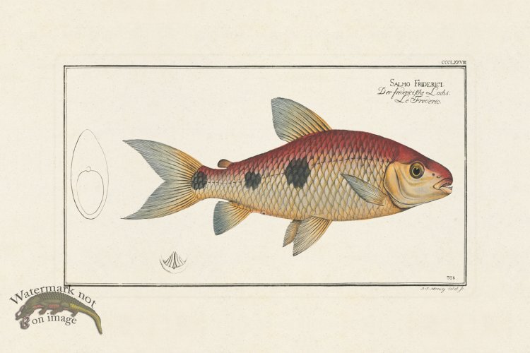 (image for) BLOCH FISH 378