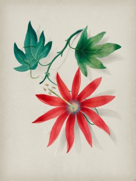 Andean Botanicals 016