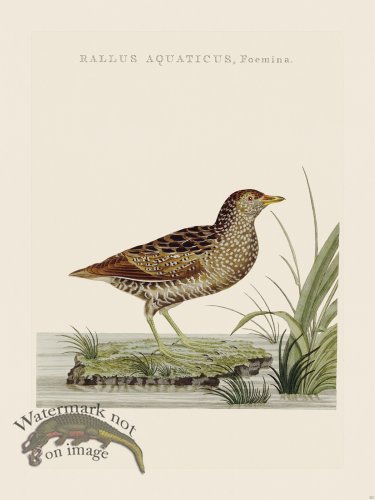 (image for) Nozeman Bird 223