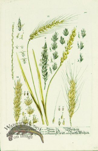 (image for) Blackwell German 159