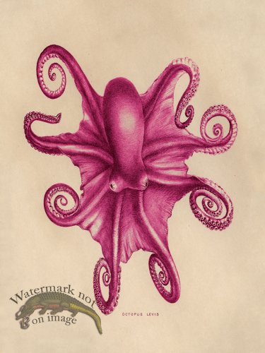 (image for) Octopus Pink 03